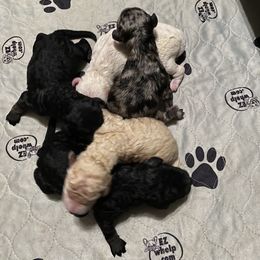 Goldendoodle Puppies from O’Hara Doodles