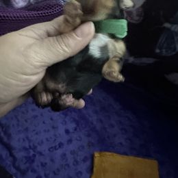 Boy 2 - Yorkshire Terrier puppy in Tangipahoa County, Louisiana from Riche’ Louisiana Yorkies