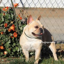 Izzy - French Bulldog