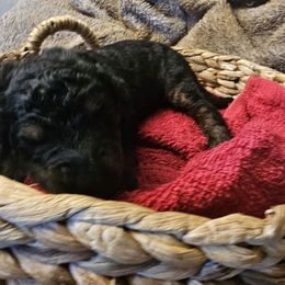 Jack - Tri-color male Bernedoodle puppy in Candia, New Hampshire from Joyful Pastures Homestead