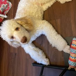 Goldendoodle and Poodle All Grown Up from Rainbow Poodles and Doodles of Oklahoma