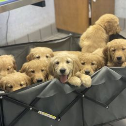 Golden Retriever Puppies from Star City Goldens