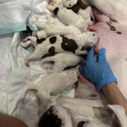 Boxer Puppies from Best Friends
