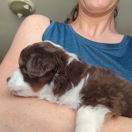 Duke - Red tri male Toy Australian Shepherd puppy in Powell Butte, Oregon from Willow Lane Ranch