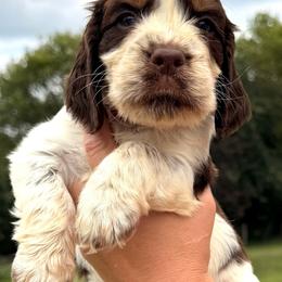 Coral - Liver white and tan female English Springer Spaniel puppy in Bay City, Wisconsin from Springer Hills Farm