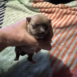 Chihuahua and Pembroke Welsh Corgi Puppies from Stephanie’s Corgi Colony