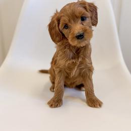 Goldendoodle Puppies from KZ Doodles