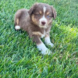 Crush - Red tri male Miniature Australian Shepherd puppy in California from Eagle River Aussies