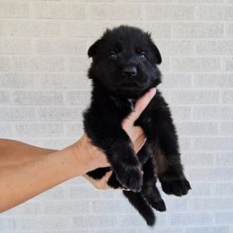 Gene Wilder - Bi-color male German Shepherd puppy in Winston Salem, North Carolina from Samtastic Shepherds