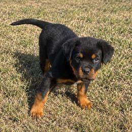 Stormi - Black and mahogany female Rottweiler puppy in Parker, Colorado from Denver Rottweilers