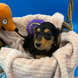 Renae - Black and tan female Dachshund puppy in Gavilan Hills, California from Bacchanal Kennel/Ranch