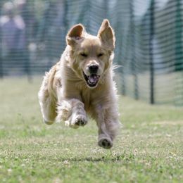 Golden Retrievers from Cindy Pischke
