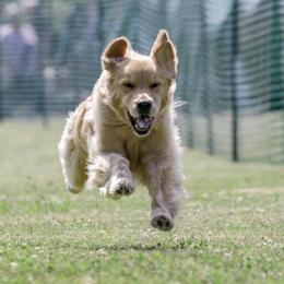 Golden Retrievers from Cindy Pischke