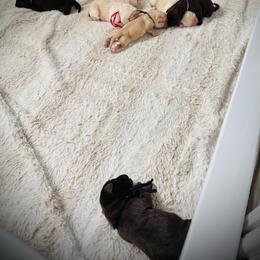Riva - Yellow female Labrador Retriever puppy in California from High Quality Labrador Retrievers and French Bulldogs