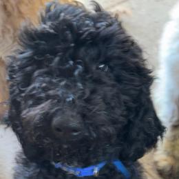 Coco - Black male Goldendoodle puppy in Arlington, Texas from Chambers Doodle Patch