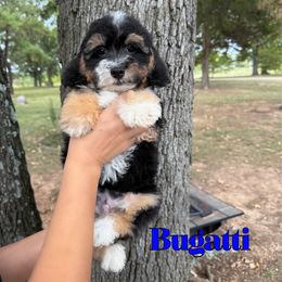 Bugatti - Tri-color male Bernedoodle puppy in Mount Vernon, Missouri from PoodlelyDoodlely