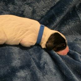 Boy 3 - Blue belton male English Setter puppy in Tiskilwa, Illinois from First Harmony Farms