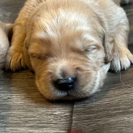 Golden Retriever Puppies from Lake Champlain Goldens