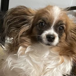 Bella - Papillon