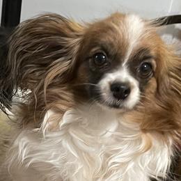 Bella - Papillon