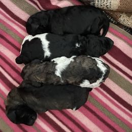 Poodle Puppies from Paddock's Purebred Poodles