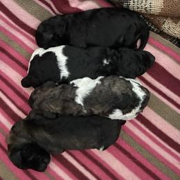 Poodle Puppies from Paddock's Purebred Poodles