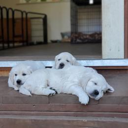 Golden Retriever Puppies from Hoekema Homestead Goldens