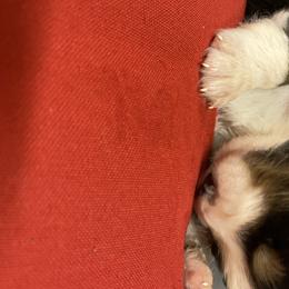 Australian Shepherd Puppies from Mullis Australian Shepherd