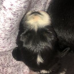 Australian Shepherd Puppies from Powell’s Australian Shepherds