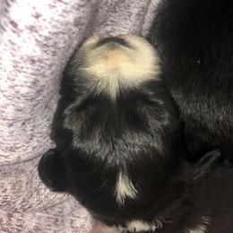 Australian Shepherd Puppies from Powell’s Australian Shepherds