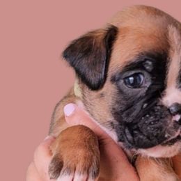Kelly - Fawn Boxer puppy in Lafayette, Tennessee from Silver Rain