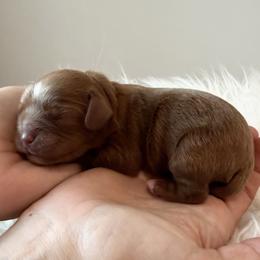 Bunny - Red female Cavapoo puppy in Greenville, South Carolina from Reedy River Doodles