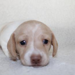 Biscuit - Dapple male Dachshund puppy in Fairfax, Iowa from Grayson’s Lovable Dachshunds