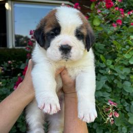 Purple Collar - Brown and white female Saint Bernard puppy in New York from Johnson Farms