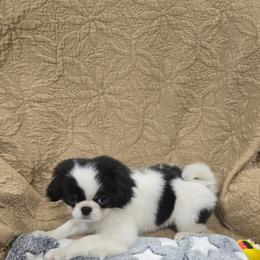 Lorn - Black tan and white male Japanese Chin puppy in Salem, Oregon from Chinnychinchinofsalem