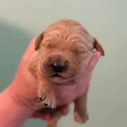 Black - Golden male Golden Retriever puppy in Eustis, Florida from Earley Goldens