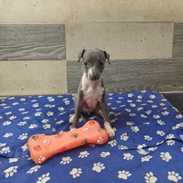Valentina - White and blue female Italian Greyhound puppy in Dallas, Texas from Oremor's