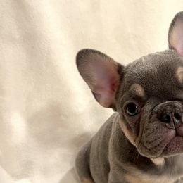 Ivy - Tricolors French Bulldog puppy in Crystal Lake, Illinois from Breyer’s French Bulldogs