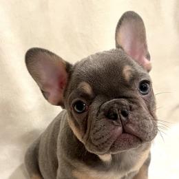 Ivy - Tricolors French Bulldog puppy in Crystal Lake, Illinois from Breyer’s French Bulldogs