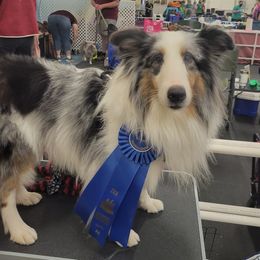 Shetland Sheepdogs from Cheryl's Shelties