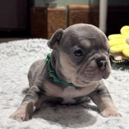 Nebula - Tricolors male French Bulldog puppy in Almo, Kentucky from Busy Bee French Bulldogs