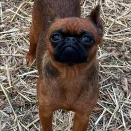 Gogo - Brussels Griffon