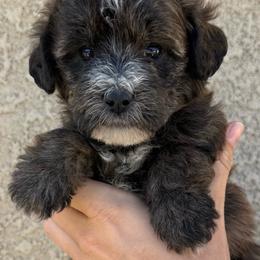 Juniper - Sable female Bernedoodle puppy in Fallon, Nevada from Wild Roots Doodles