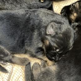 Puppy 2 - Black and red female German Shepherd puppy in Humboldt, Iowa from Valiant Shepherds