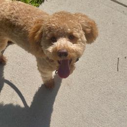 Fig - Merle male Goldendoodle puppy in Davie, Florida from Miami Mini Doodles
