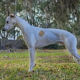 Crew - Whippet