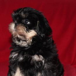 Lilly - Shih Tzu