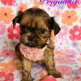 Priyanka - Red female Shih Tzu puppy in Hemet, California from Aloha Shih Tzu