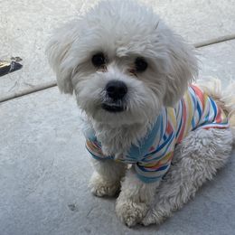 Goldendoodles, Maltipoos, and Poodles from doodles.puppes
