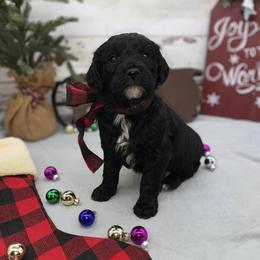 Coal - Black male Goldendoodle puppy in Lisbon, Ohio from Willow Lane Doodles